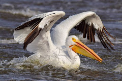 Pelican on the Mississippi River