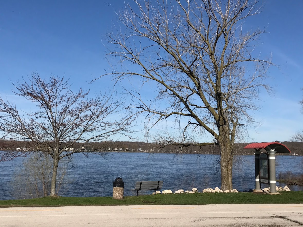 Tree with no leaves on the side of a river