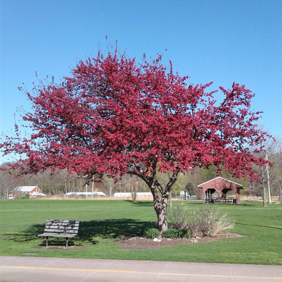 Tree with red leaves in the middle of a field